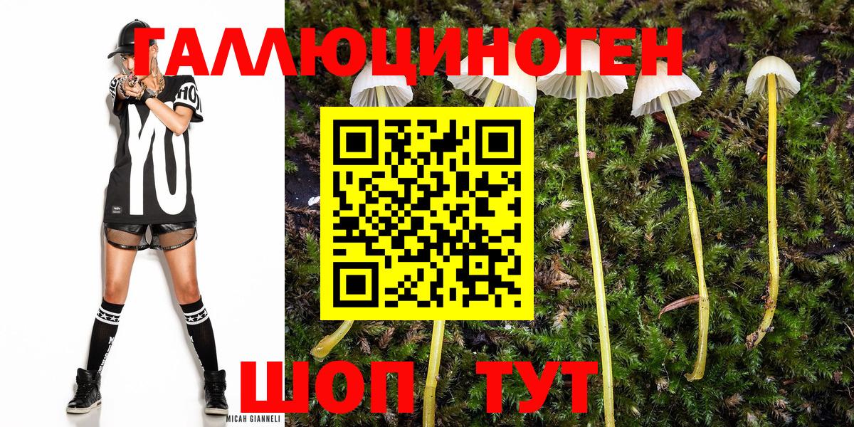 Псилоцибиновые грибы Psilocybine cubensis Дмитров